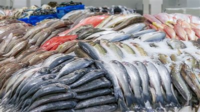 شعبة الأسماك: مصر تنتج 2.4 مليون طن سنويًا وتقترب من الاكتفاء الذاتي