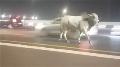 مصرع جزار طعن نفسه بسكين بالخطأ خلال ذبح أضحية في الصف