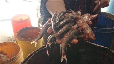 محافظ الدقهلية: ضبط 1.6 طن لحوم وأسماك فاسدة بحملات تموينية بأسواق المحافظة