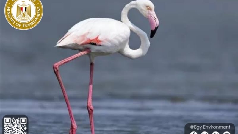 وزيرة التنمية المحلية