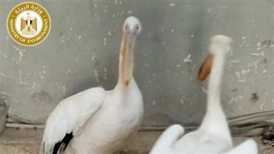 جهود «البيئة» بالسويس وجنوب سيناء.. مصادرة طيور بجع لحماية الكائنات المحمية