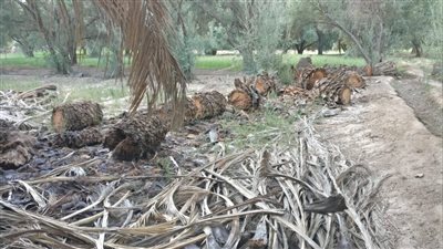 احذر.. قطع النخيل يعرضك لدفع غرامة 5 آلاف جنيه طبقا للقانون