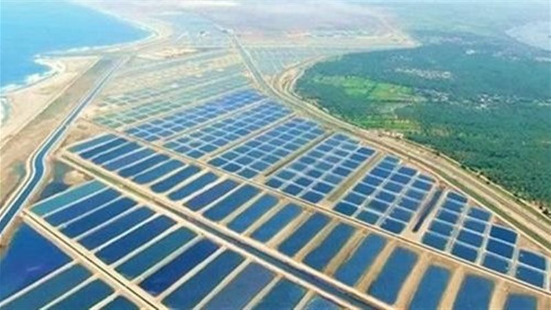 جانب من الاستزراع السمكي بكفر الشيخ 