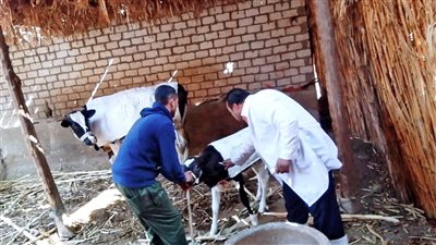 للحفاظ على الثروة الحيوانية.. تحصين 193 رأس ماشية ضد الحمى القلاعية بسوهاج 