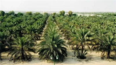 مشروع تطوير الري الحقلي الحديث في الدلتا  نقلة نوعية لترشيد المياه وزيادة الإنتاج الزراعي