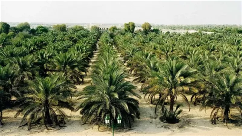  مشروع تطوير الري الحقلي