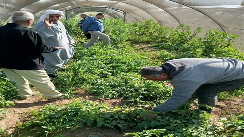 الزراعة تتابع موقف النمل الأبيض وتتفقد الزراعات الشتوية