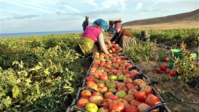 وزير الزراعة يكشف إنجازات هذا العام ويعد بزيادة الإنتاجية 2026