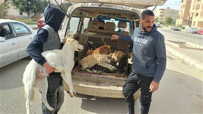 استمرار حملات تعقيم وتحصين الكلاب الضالة بمدينة الشروق