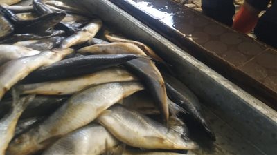 تموين الغربية:ضبط مصنع رنجة مخالفاً و3.3 طن أسماك و5 آلاف منظفات فاسدة