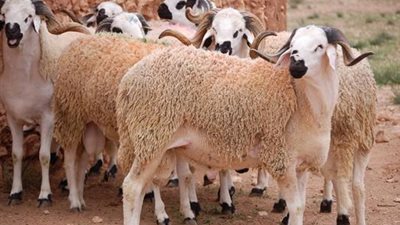 متحدث الأوقاف: أكثر من 1.5 مليون أسرة استفادت من صكوك الأضاحي والإطعام