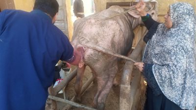 فحص وعلاج 3441 رأس ماشية بالمجان في المنوفية وبني سويف