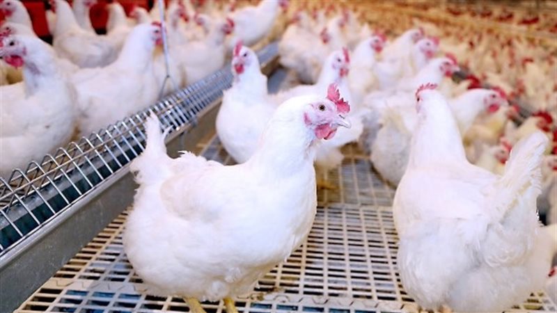 سعر الدواجن اليوم