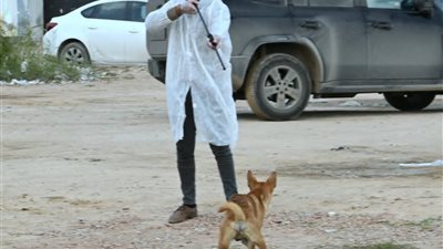 حملة عاجلة لتعقيم وتطعيم الكلاب الضالة ضد مرض السعار برشيد