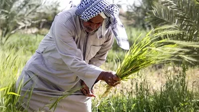 مشروع المستقبل للزراعة في مصر.. ثورة حديثة لتحقيق الأمن الغذائي