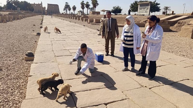 تحصين الكلاب