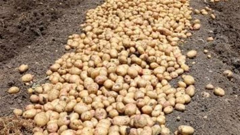 صادرات البطاطس المجمدة