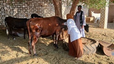 الزراعة: تحصين 500 ألف رأس ماشية خلال الأسبوع الأول من حملة الحمى القلاعية