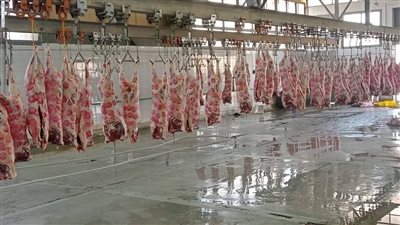 بإشراف طبي دقيق.. مجازر الدولة تستقبل 705 آلاف ذبيحة في 6 أشهر