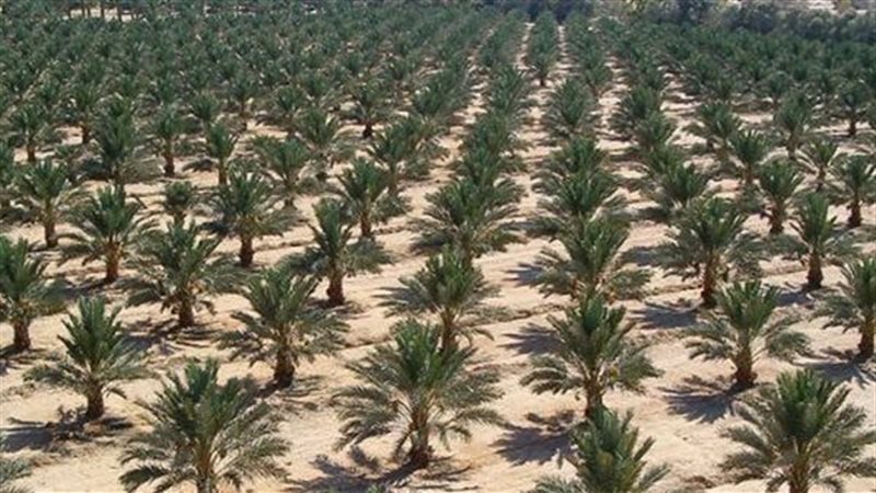 أرشيفية