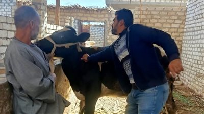 تحصين 8687 رأس ماشية خلال أسبوع ضد الحمى القلاعية والوادي المتصدع بأسيوط