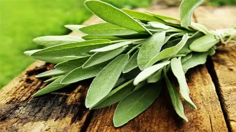 عشبة المرمرية