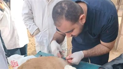 بيطري المنيا: استمرار حملات تحصين وتعقيم الكلاب الضالة