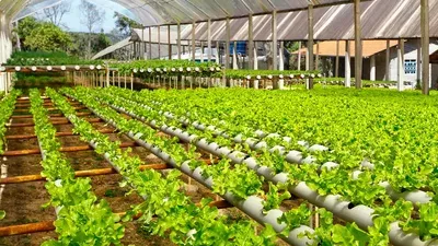  مشروع 100 ألف فدان صوب زراعية.. خطوة استراتيجية لتعزيز الأمن الغذائي وفرص العمل