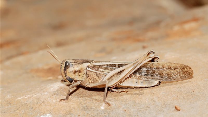 الجراد الصحراوي