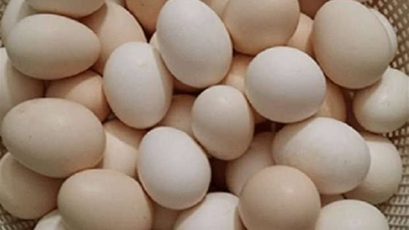 أسعار البيض اليوم 