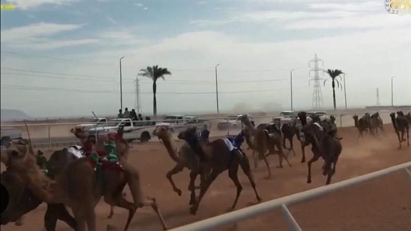 سباق الهجن لعام 2026