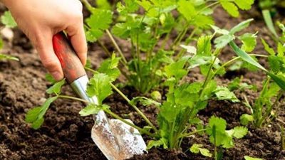 «الزراعة» تنشر 6 معلومات عن إعادة إحياء بنك الجينات النباتية للصحارى المصرية