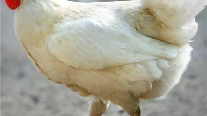 دجاجة