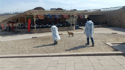 تحصين وتعقيم أكثر من 11 ألف كلب منذ يناير وتنفيذ 779 ندوة إرشادية