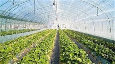 المشروعات الزراعية والصناعية.. قلب الجمهورية الجديدة لضمان الأمن الغذائي والنمو الاقتصادي