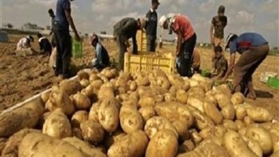 الزراعة تعلن فتح السوق البرازيلية أمام صادرات البطاطس المصرية