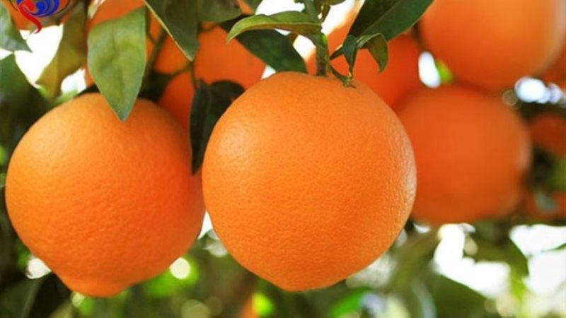أسعار البرتقال