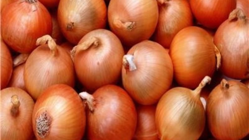 سعر البصل اليوم