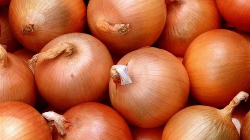 سعر البصل