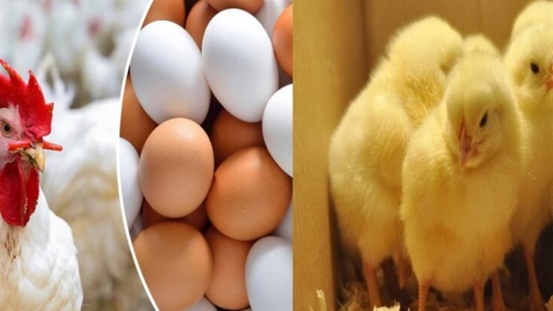 أسعار الدواجن اليوم - صورة أرشيفية