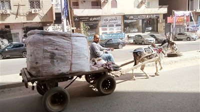  الجيزة: ضبط والتحفظ على 57 عربة كارو وتروسيكل خلال حملات موسعة للتصدي للنباشين 