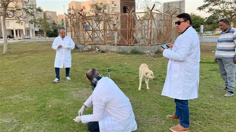المنيا