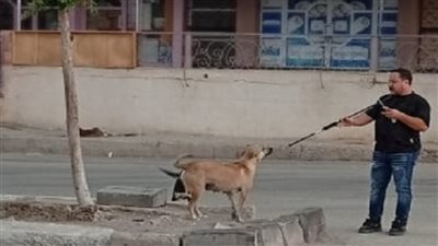 الزراعة تكشف آخر نتائج الحملة القومية لمكافحة الكلاب الحرة وتحصين 15 ألف رأس