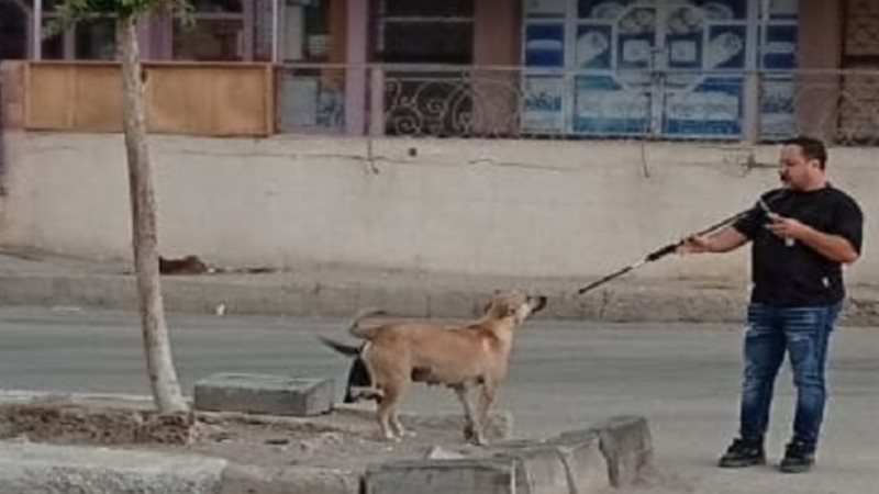 الكلاب الحرة