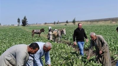 زراعة الشيوخ تناقش تعظيم استثمار أراضي الوادي الجديد.. تفاصيل
