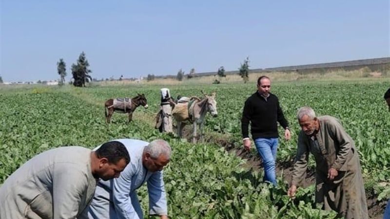 الزراعة 