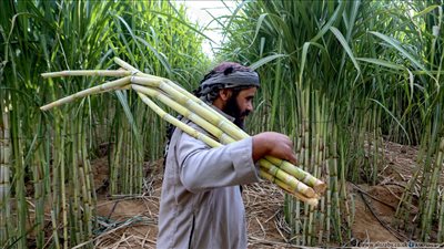  القابضة الغذائية تستلم 4.2 مليون طن قصب و71 ألف طن بنجر