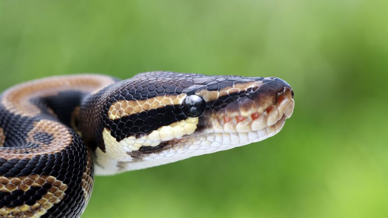 صورة توضيحية 