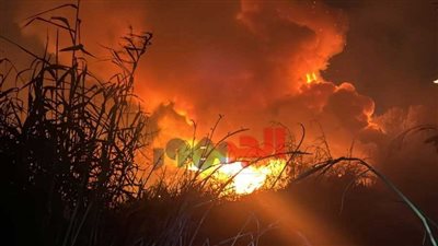 حريق هائل يلتهم أشجار في الشروق بالقاهرة .. والحماية المدنية تتدخل