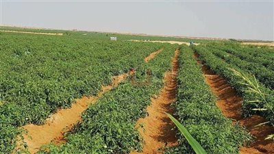 حين تتحول الرمال إلى وعد.. تفاصيل مشروع يعيد صياغة الحياة بالفرافرة